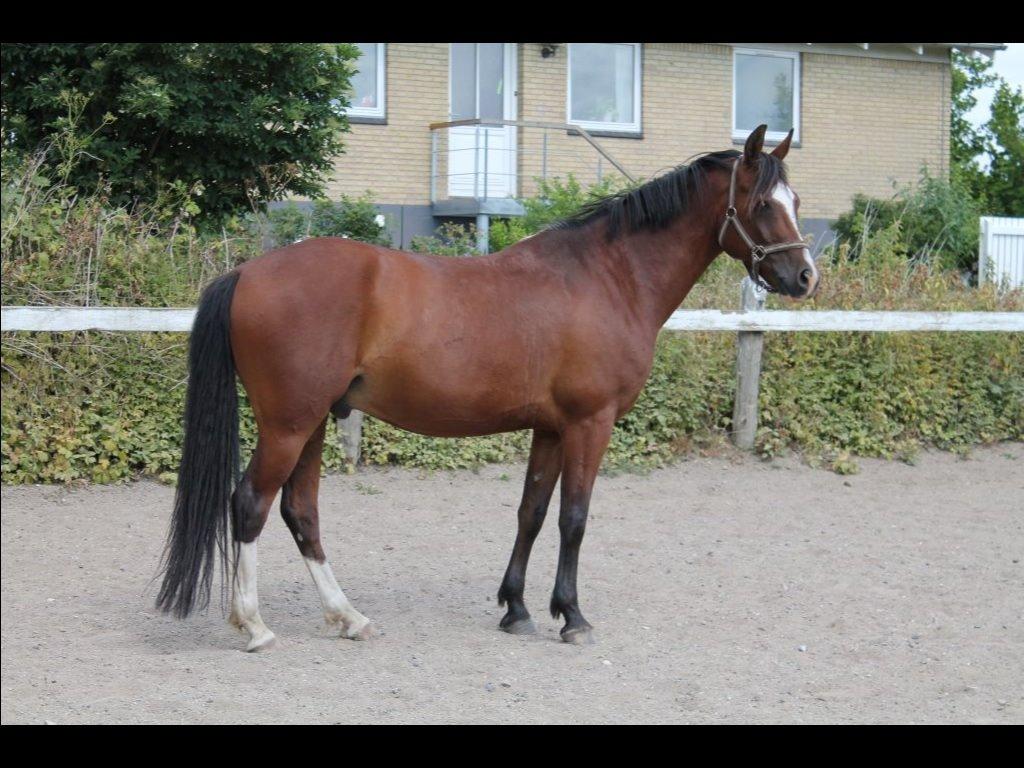 DSP Haahr's Kalahari billede 12