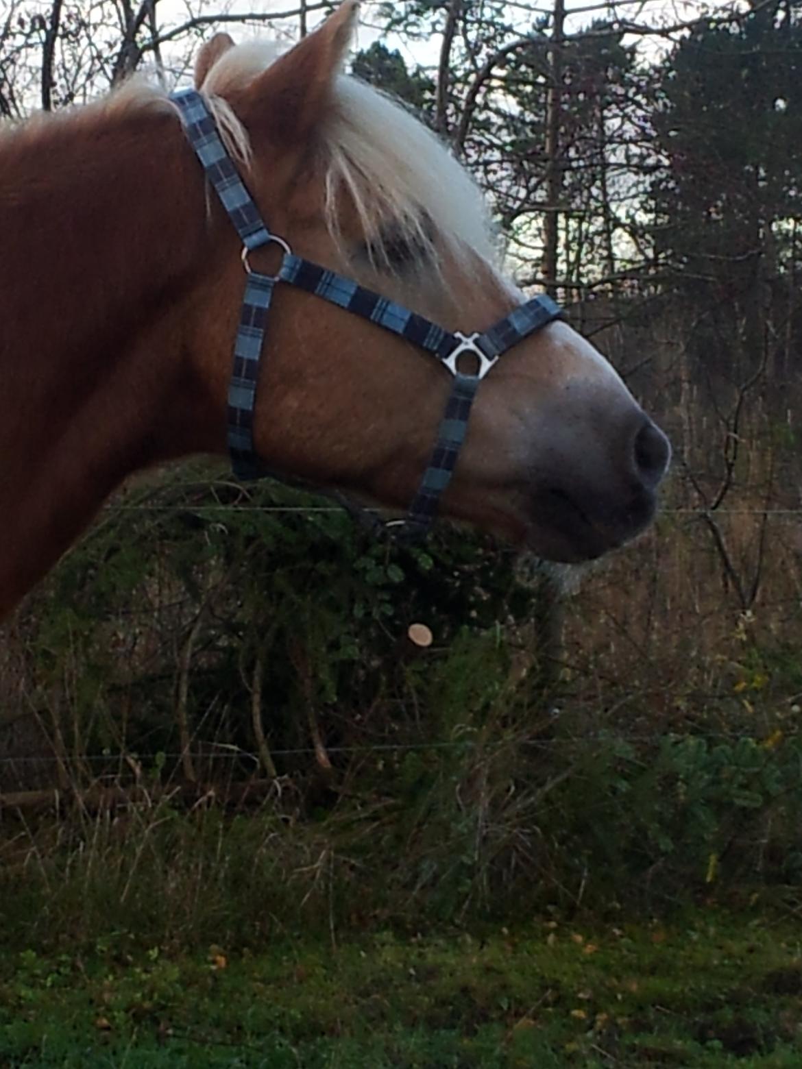 Haflinger Watson billede 1
