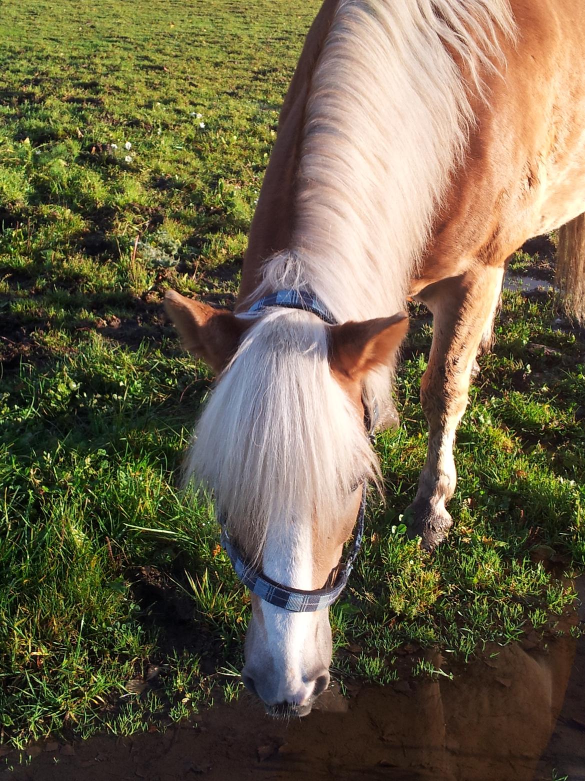 Haflinger Watson billede 3