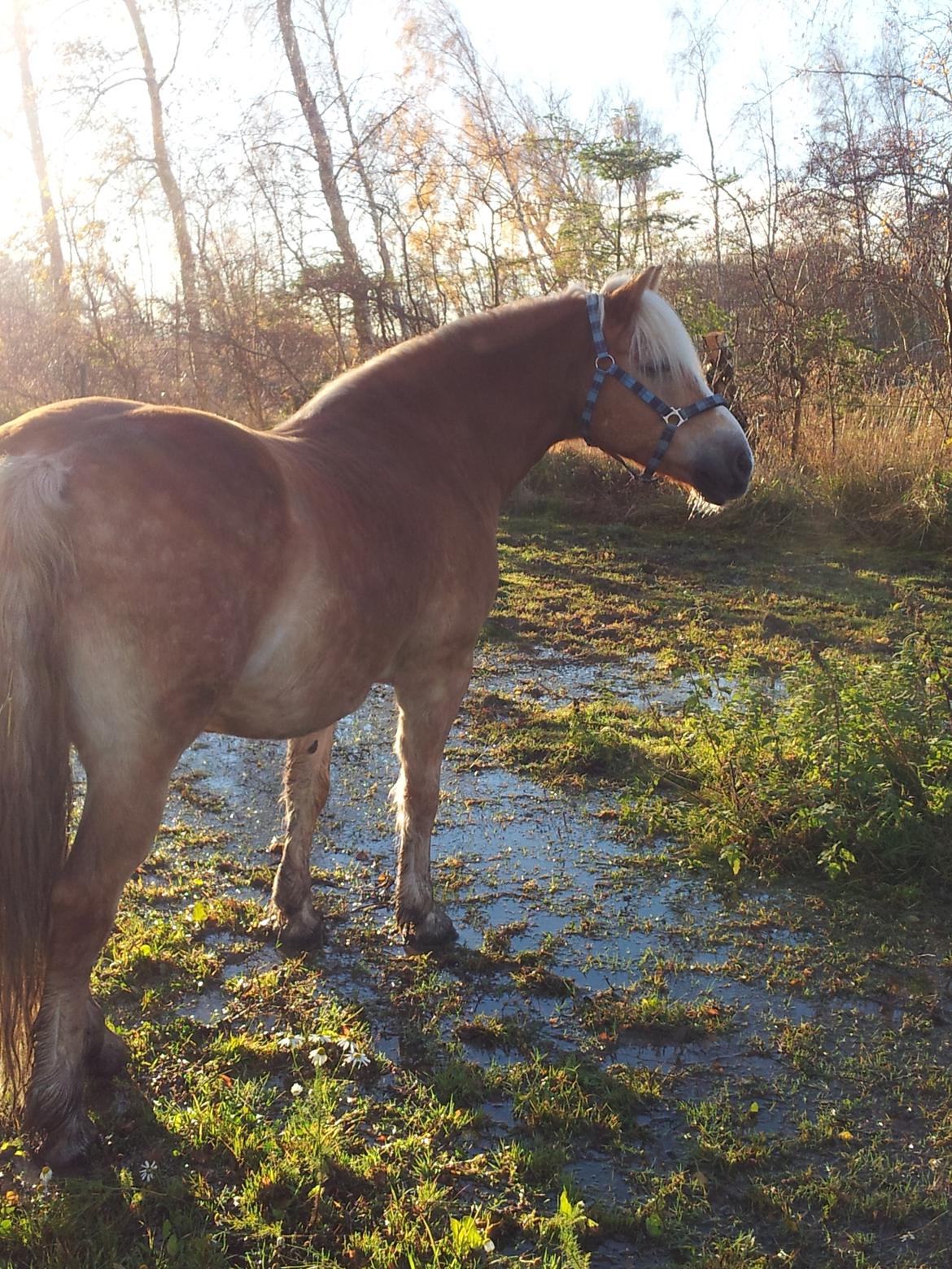 Haflinger Watson billede 4