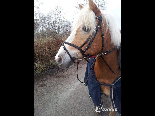 Haflinger Watson billede 7