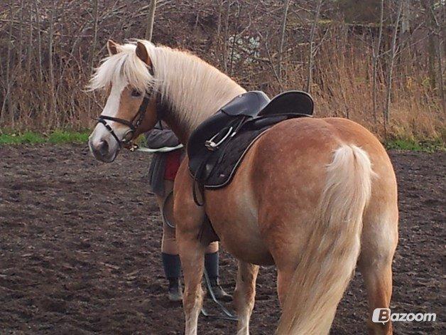 Haflinger Watson billede 8