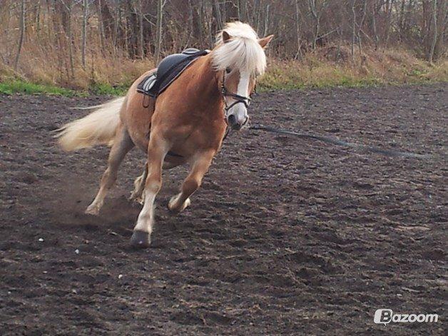 Haflinger Watson billede 11