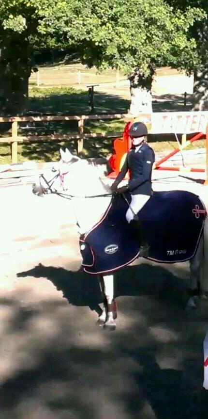 Irsk Sportspony Lancelot billede 5