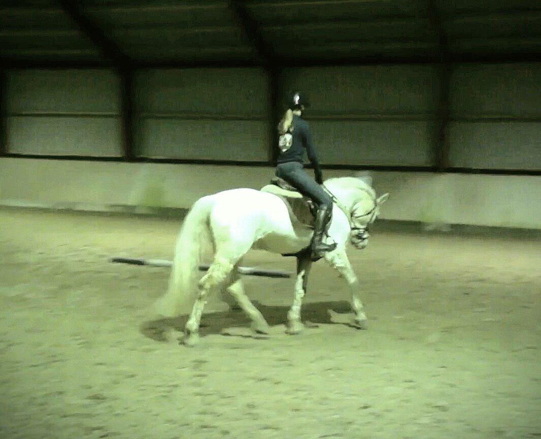 Irsk Sportspony Lancelot billede 15