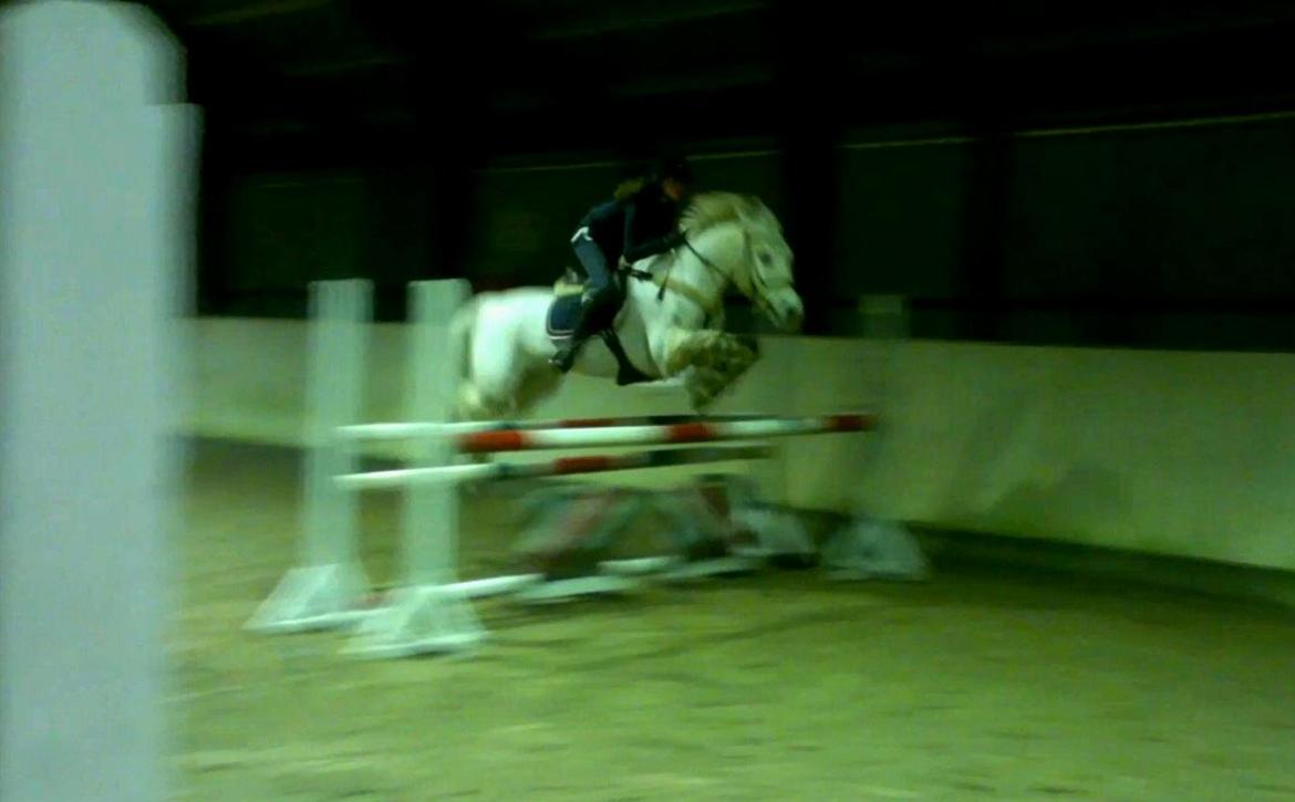 Irsk Sportspony Lancelot billede 2