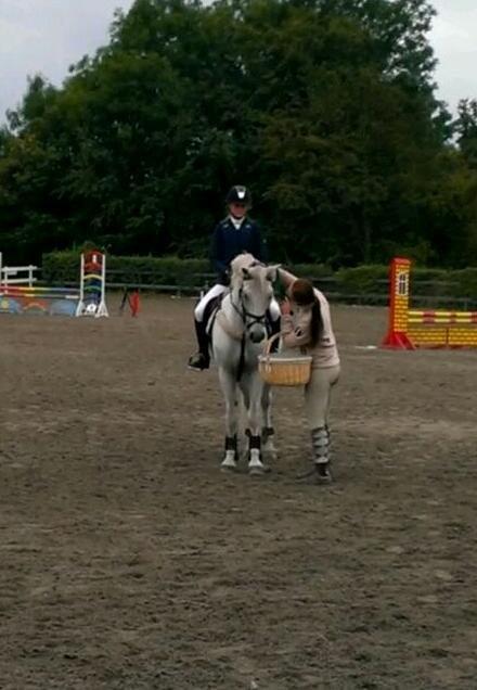 Irsk Sportspony Lancelot billede 17