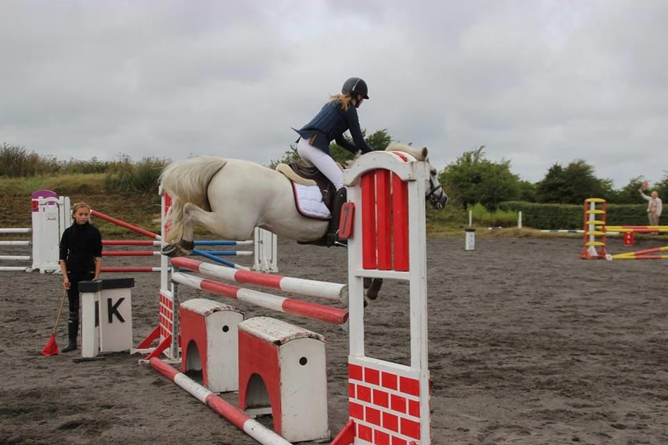 Irsk Sportspony Lancelot billede 18