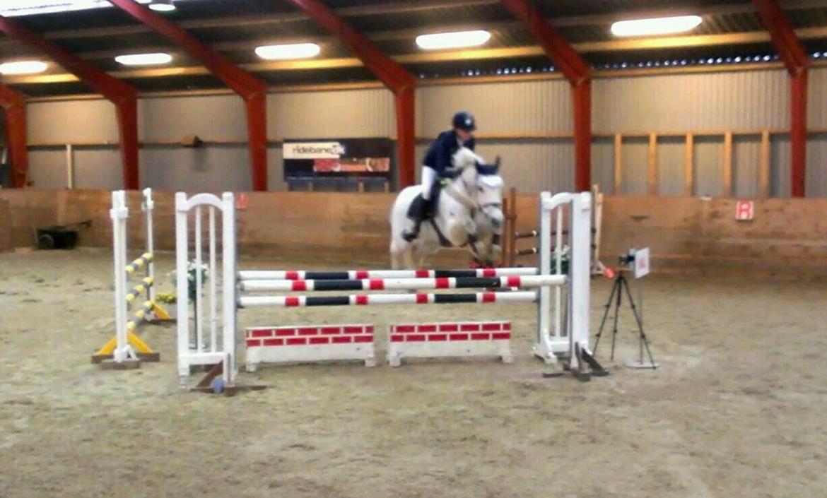 Irsk Sportspony Lancelot billede 12