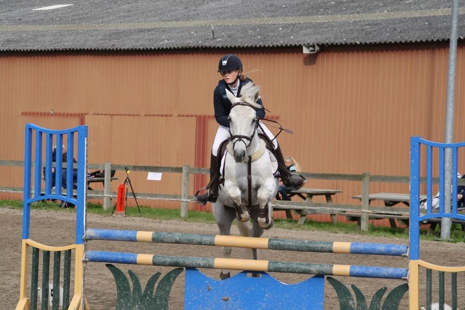 Irsk Sportspony Lancelot billede 9