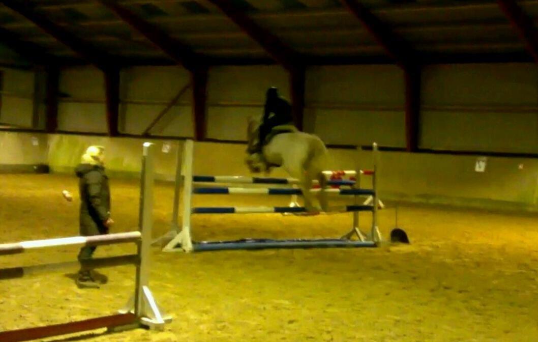 Irsk Sportspony Lancelot billede 19