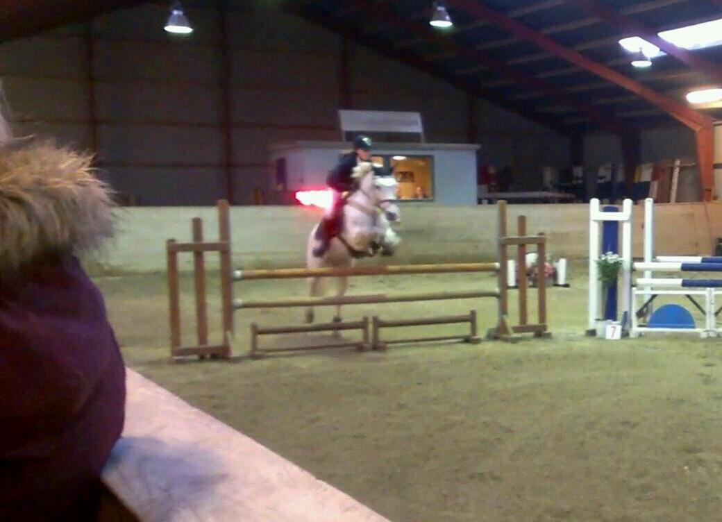 Irsk Sportspony Lancelot billede 16