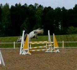 Irsk Sportspony Lancelot billede 20