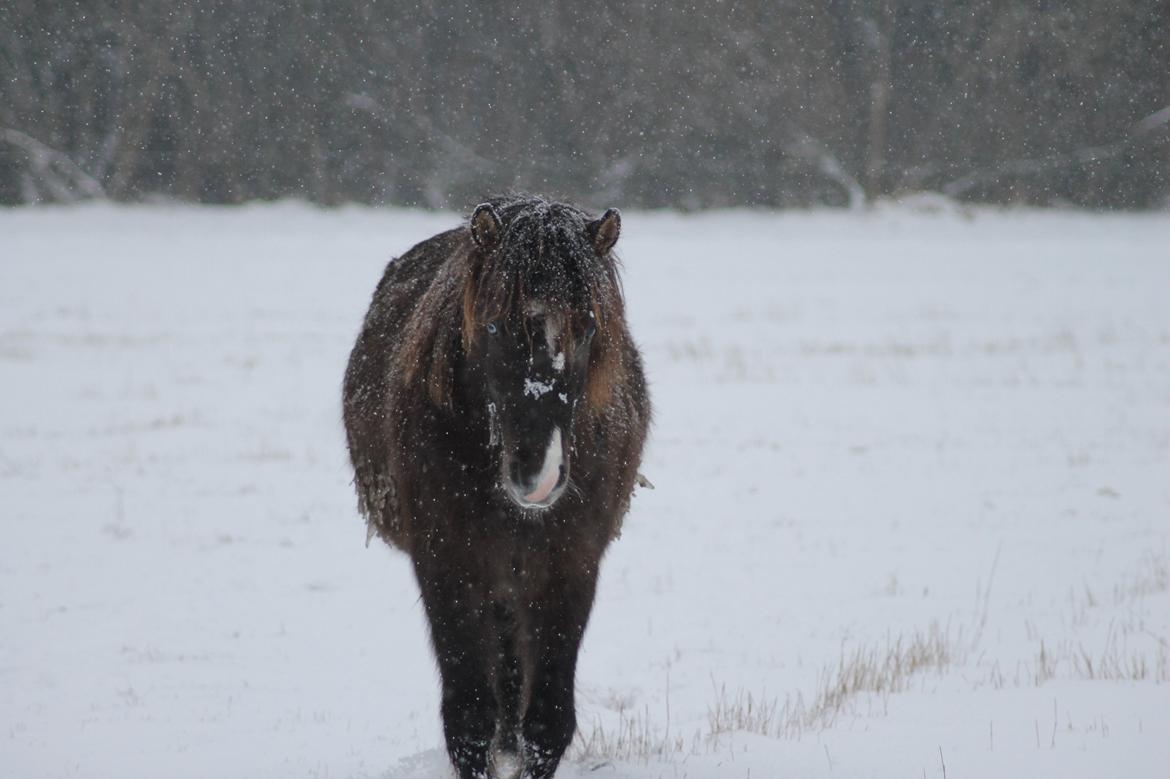Islænder Villirós fra Vang billede 20