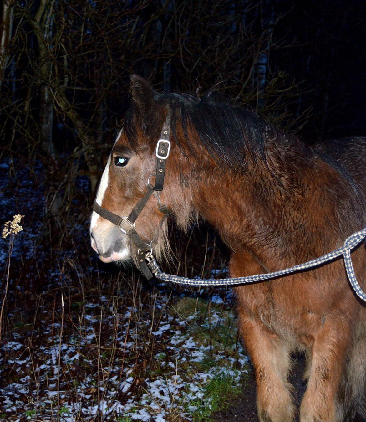 Irish Cob Zooey  billede 13