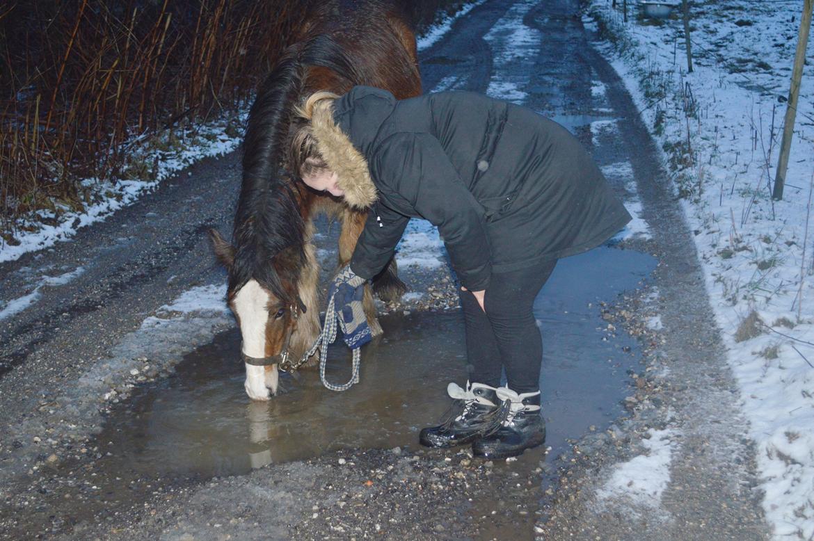 Irish Cob Zooey  billede 8
