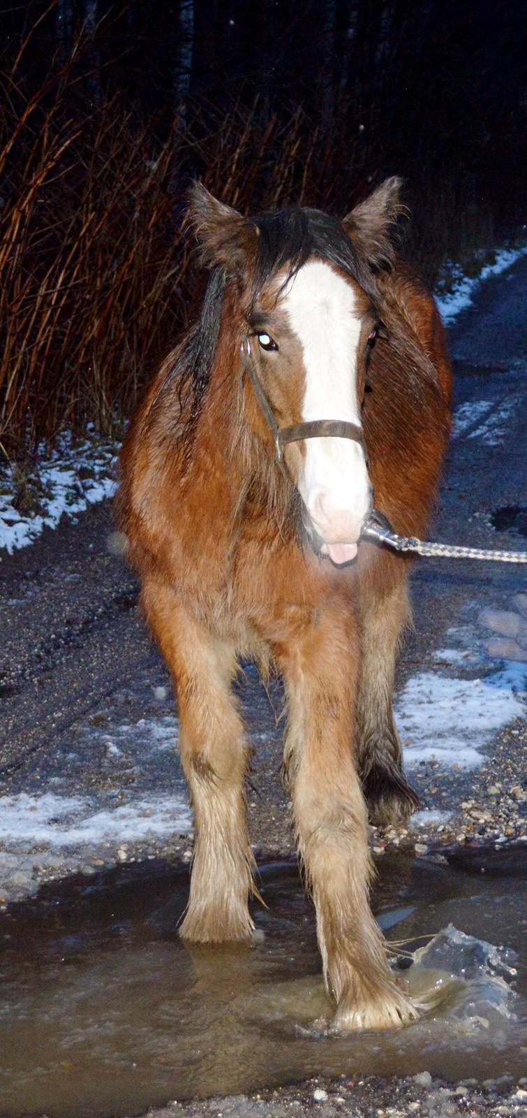 Irish Cob Zooey  billede 11