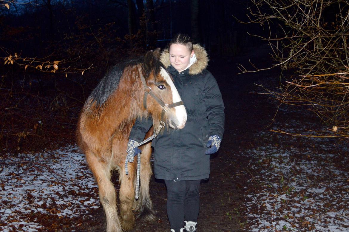 Irish Cob Zooey  billede 15
