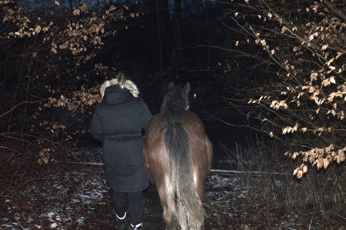 Irish Cob Zooey  - når enden er god er alting godt <3 billede 18