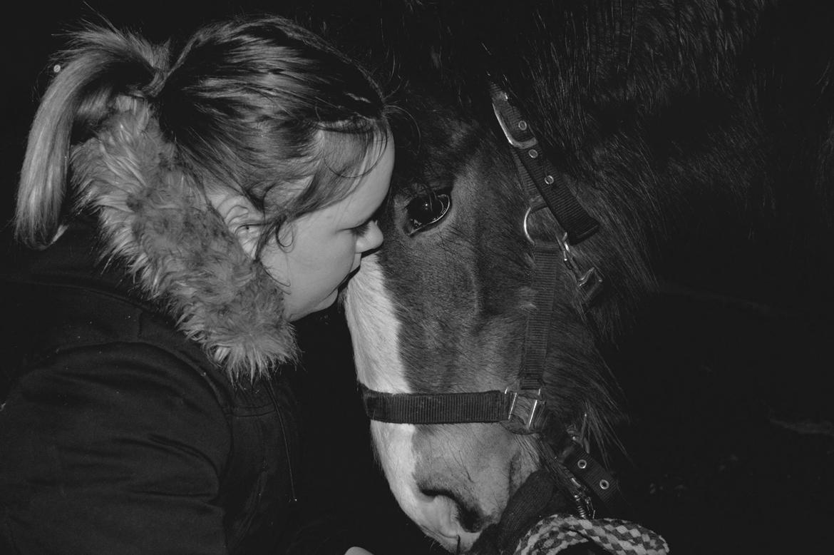 Irish Cob Zooey  billede 4