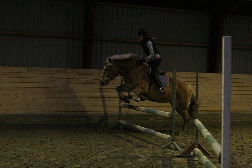 Haflinger sunshine *my soulmate*<3 billede 19