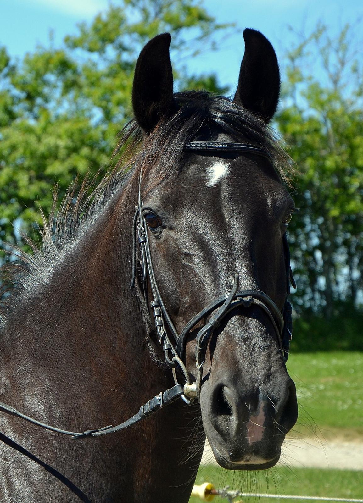 Oldenborg Stidsbjergs Meta billede 1