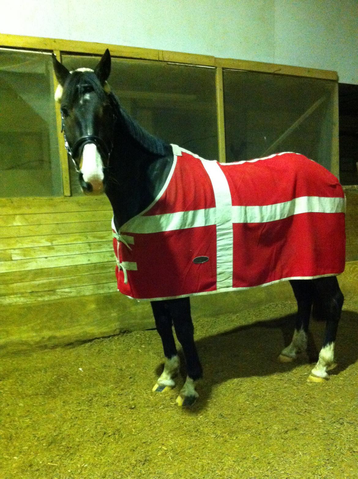 Anden særlig race My Lucky JackPot billede 19