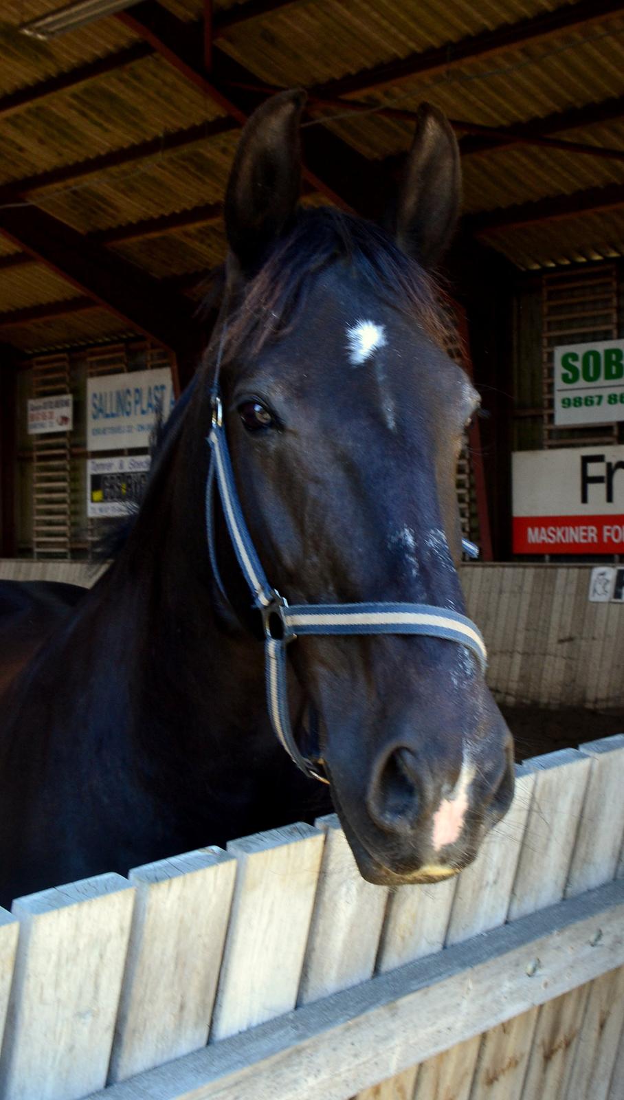 Oldenborg Stidsbjergs Meta billede 18