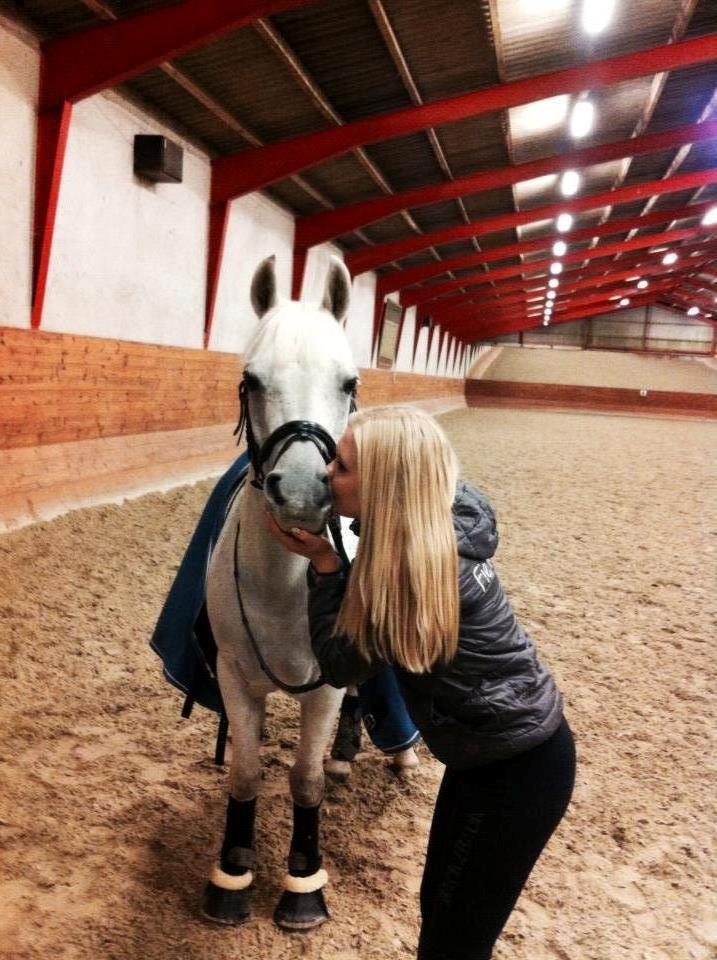 Welsh Pony af Cob-type (sec C) Santo - Efter en dejlig dressur-træning på mussen. :-*  billede 8