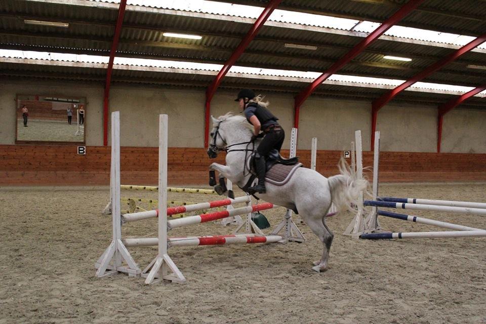 Welsh Pony af Cob-type (sec C) Santo - Et lille opvarmnings-spring i starten af springtræning :))  billede 10