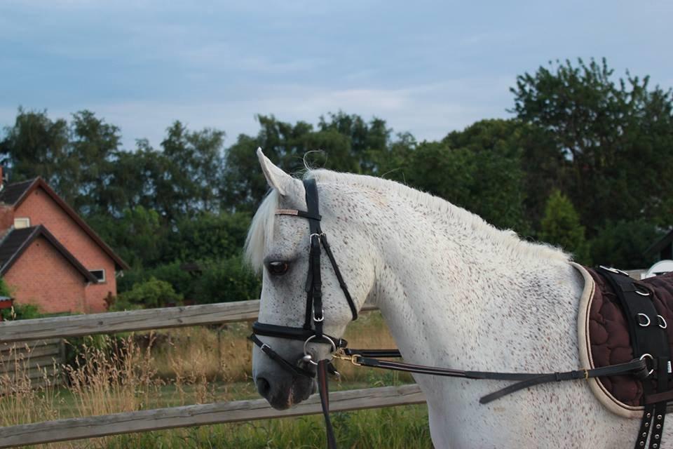 Welsh Pony af Cob-type (sec C) Santo - Tad i longe :-*  billede 11