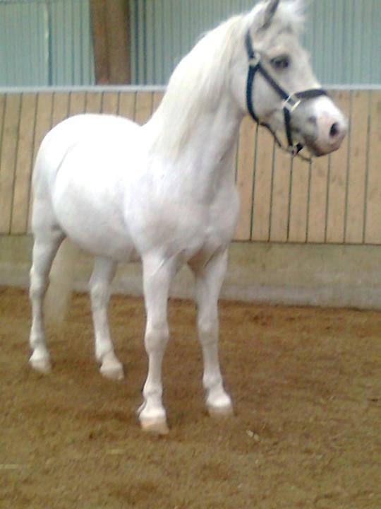 Anden særlig race Hamlet *RIP* - Never give up on someone you can't go a day without thinking about. billede 10