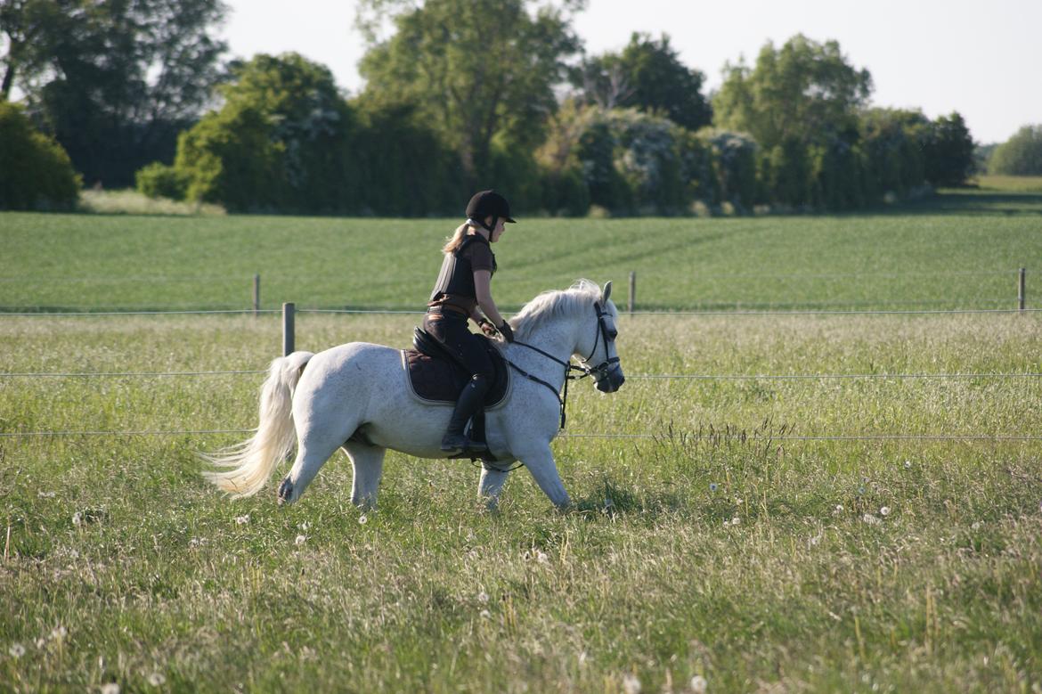 Welsh Pony af Cob-type (sec C) Santo - På marken med min skat. <3   billede 13