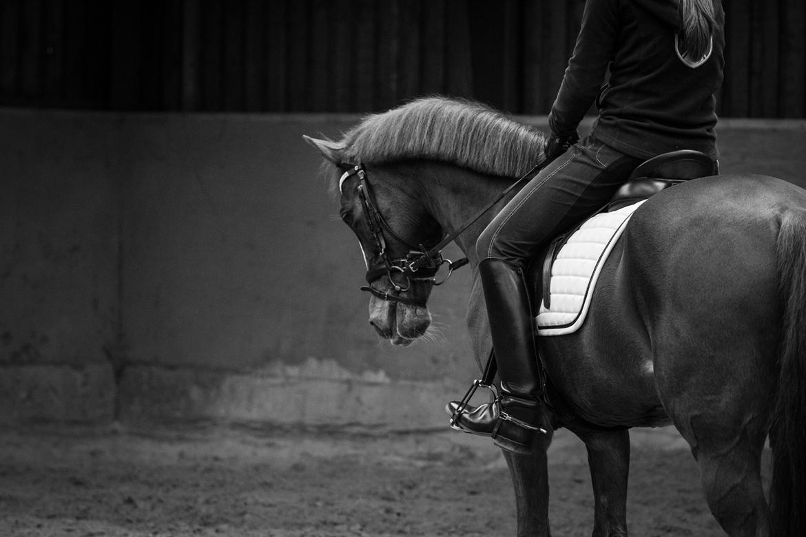 Hollandsk Sportspony Barrichello  - Dressage is not just a sport, it´s a lifestyle
FOTO: Cecilie Graversen billede 17
