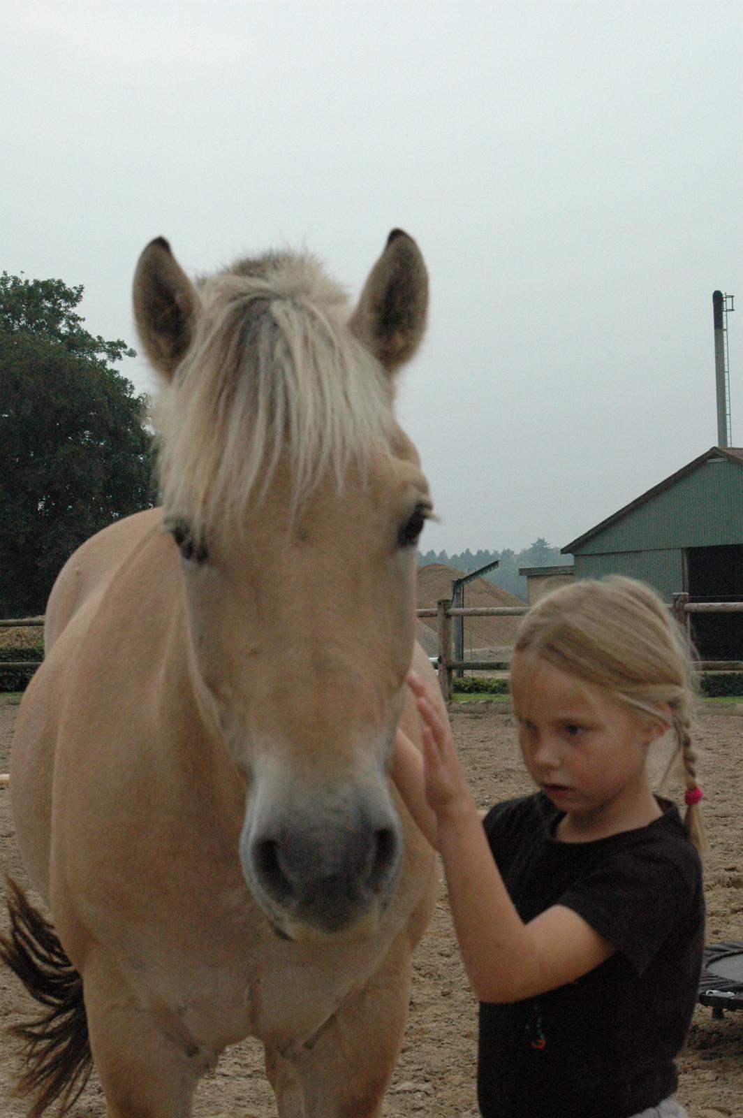 Fjordhest Peer - Charlotte har læret så meget af Peer inden hun fik sin egen pony billede 5