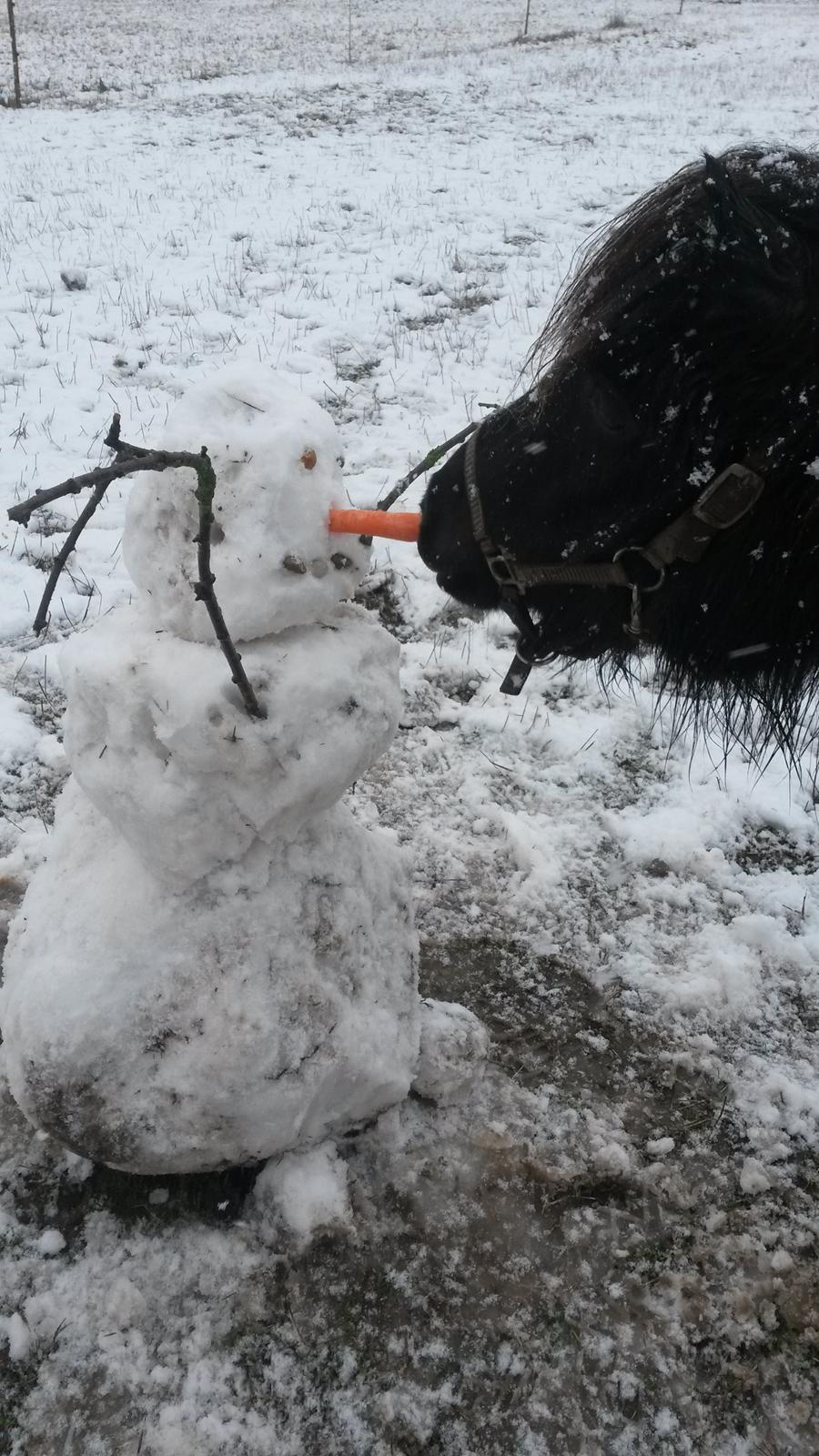 Shetlænder Lakrids - Vi leger med snemand! :) Der ryger nok snart en næse!  billede 8