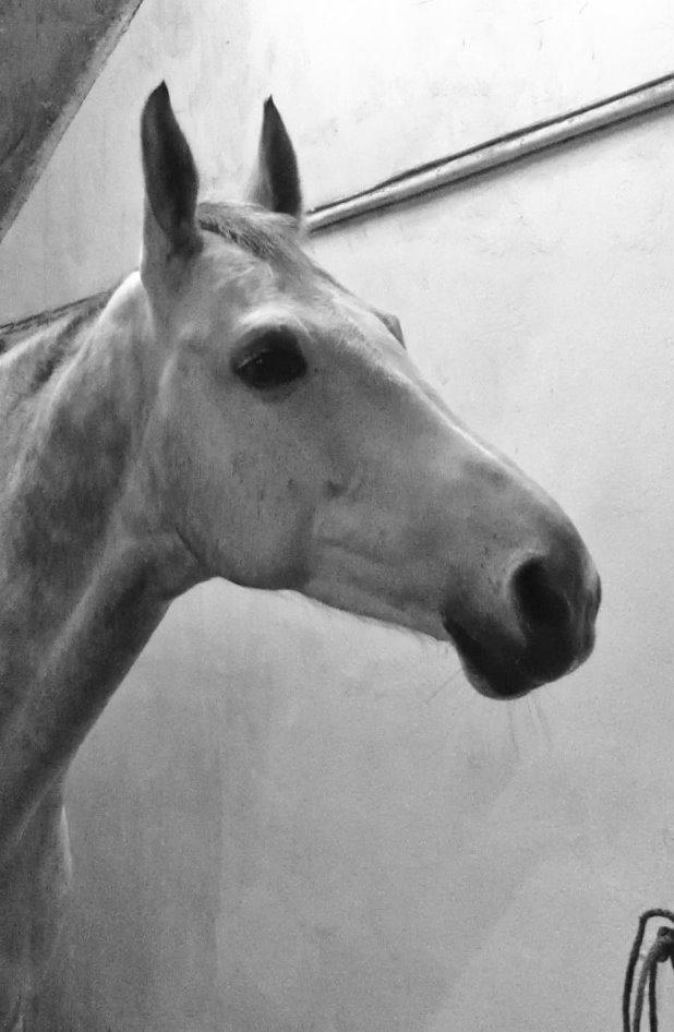 Dansk Varmblod Årup Mølles Lancóme billede 11