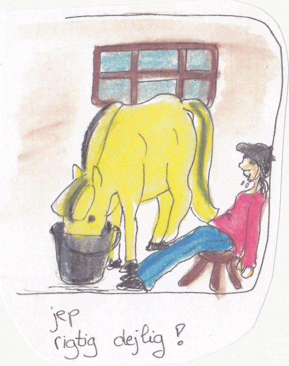 Fjordhest Peer billede 12