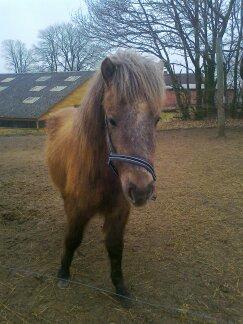 Islænder Svenni fra Holst hestar billede 12