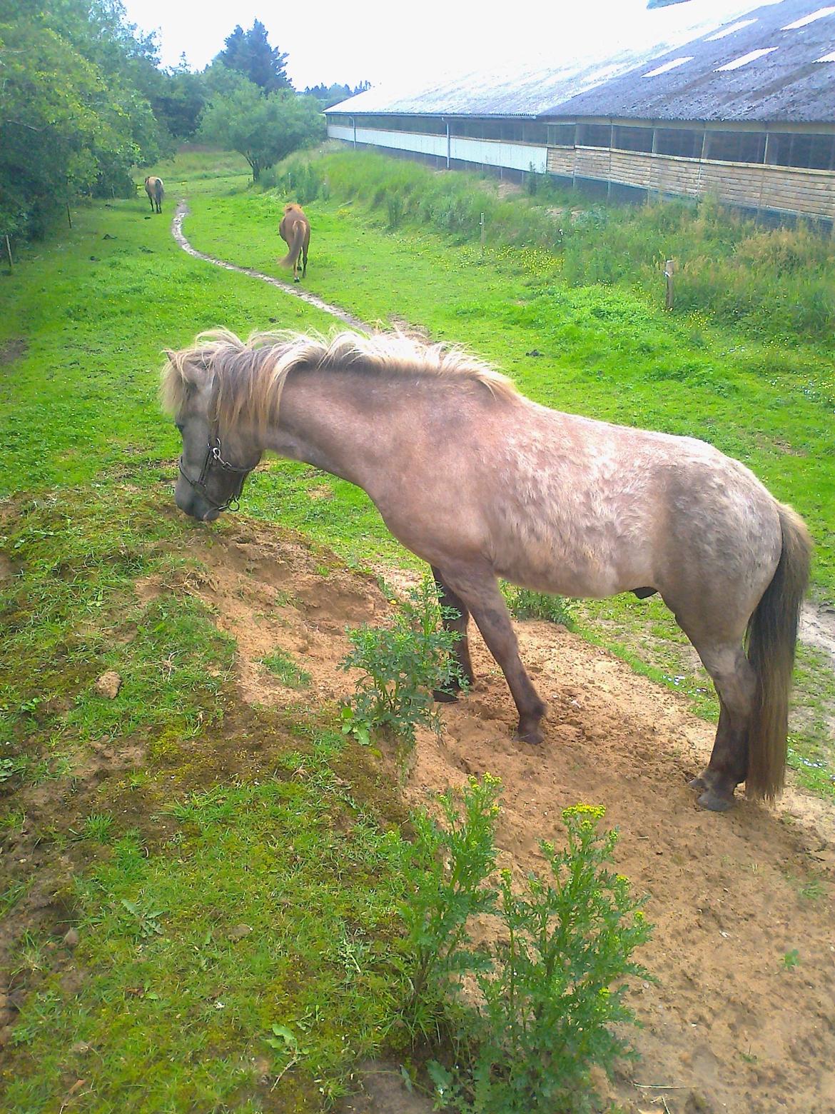 Islænder Svenni fra Holst hestar billede 13