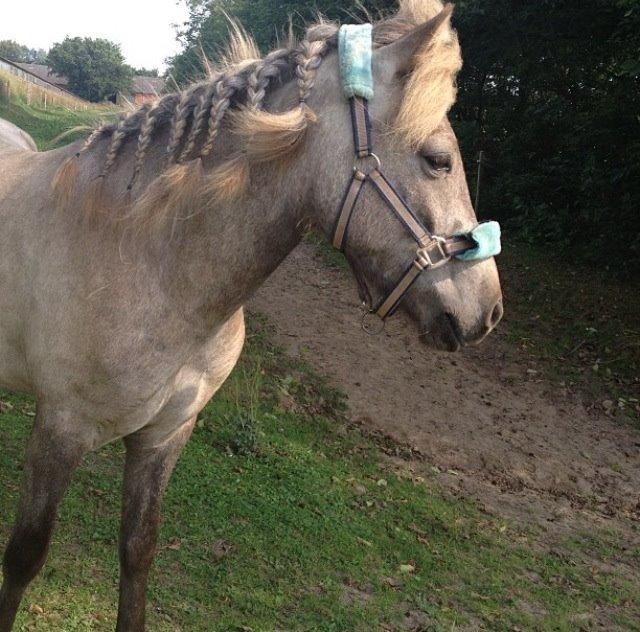 Islænder Svenni fra Holst hestar billede 14