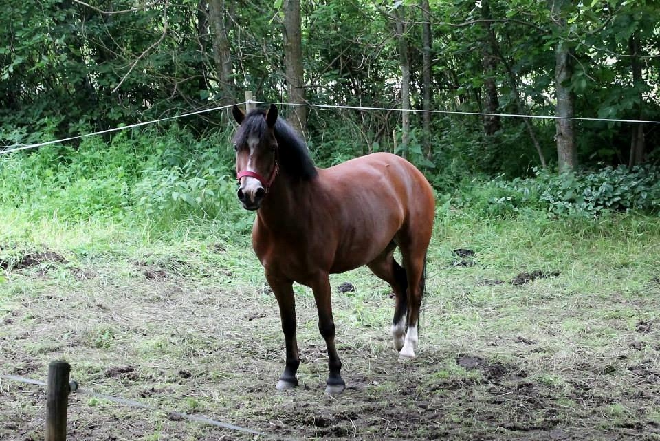 Anden særlig race Miranda *Muffin* - smuksak<3 billede 23