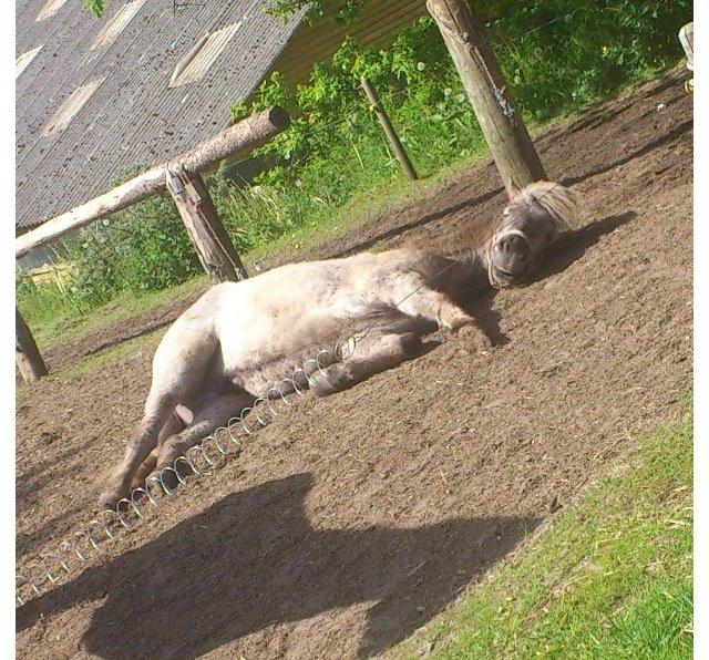 Islænder Svenni fra Holst hestar billede 15