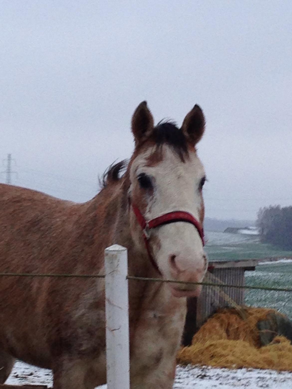 Criollo Diego billede 10