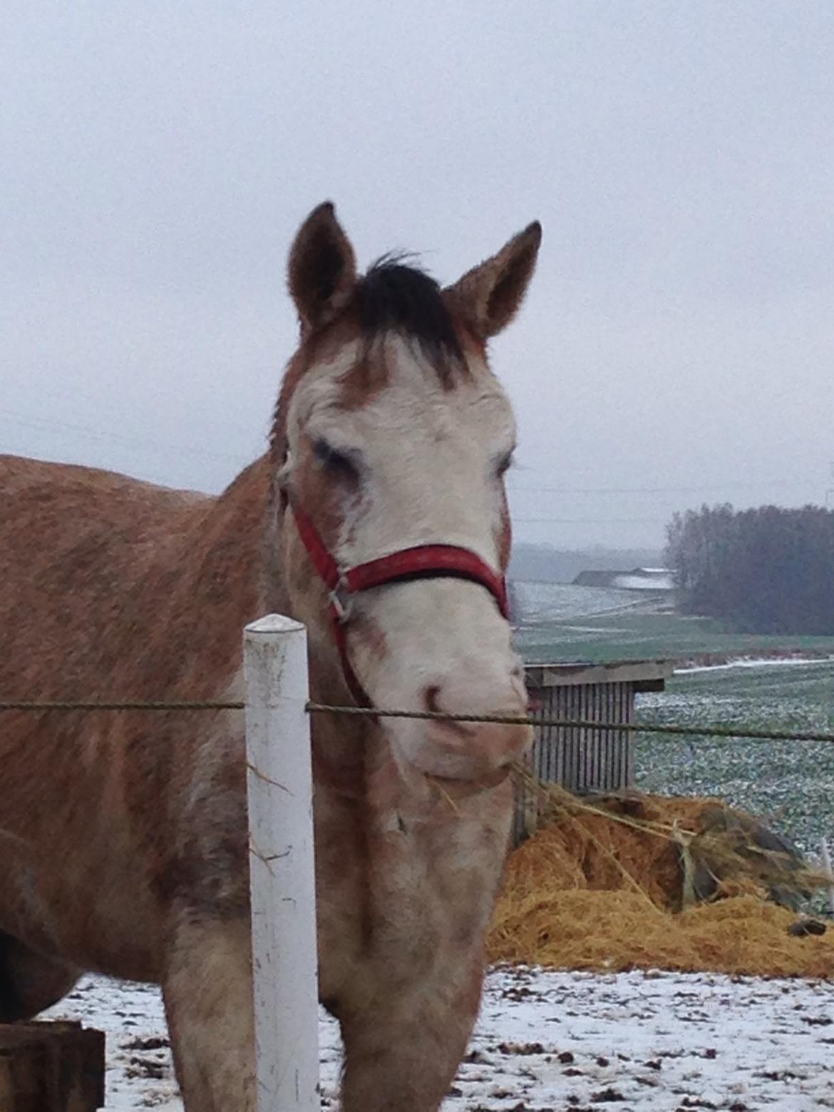 Criollo Diego billede 11