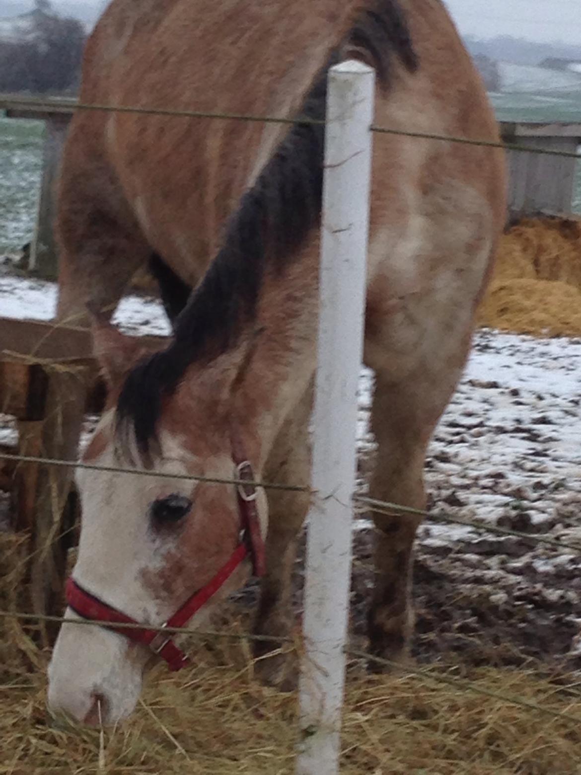 Criollo Diego billede 12