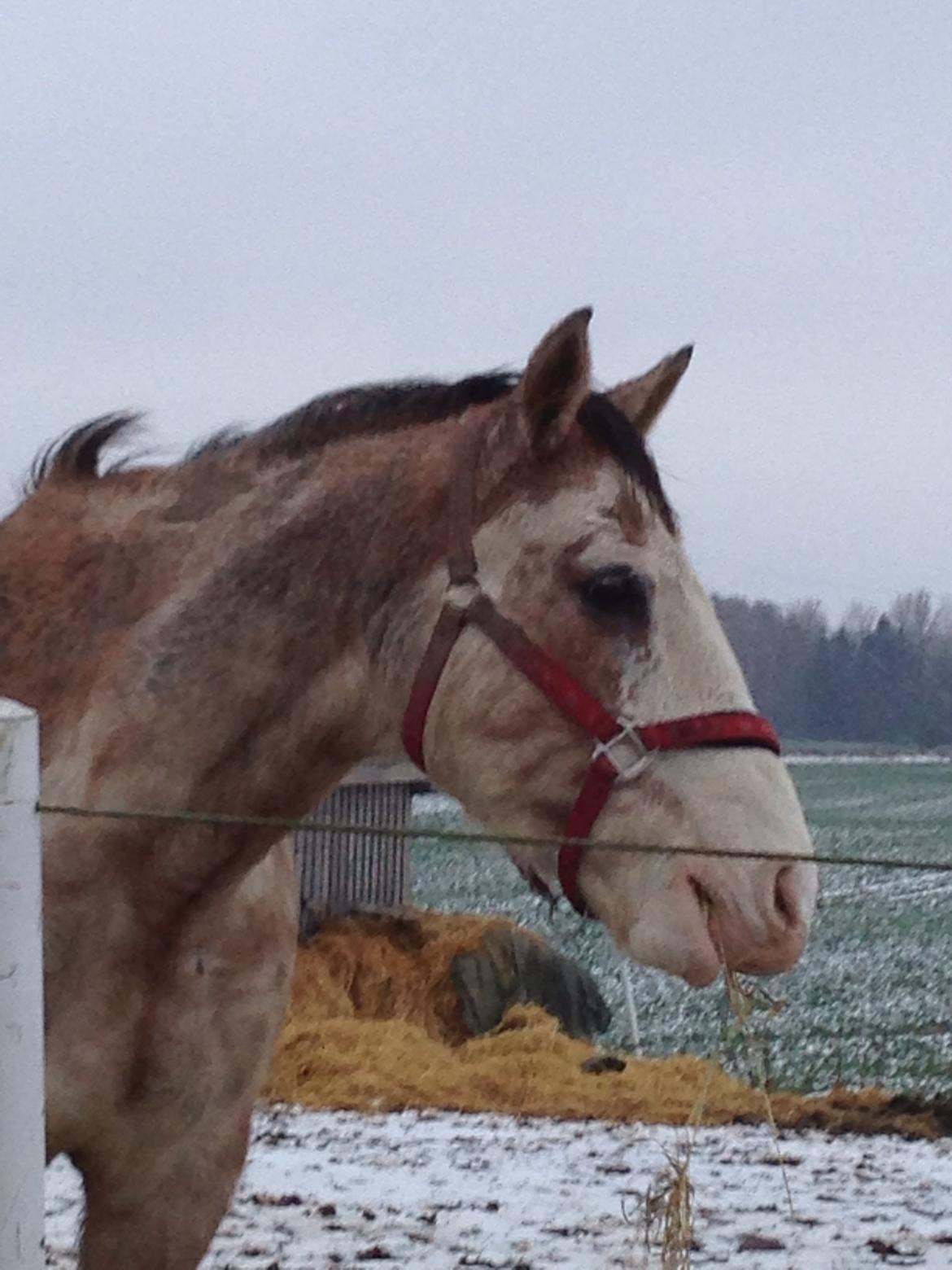 Criollo Diego billede 13