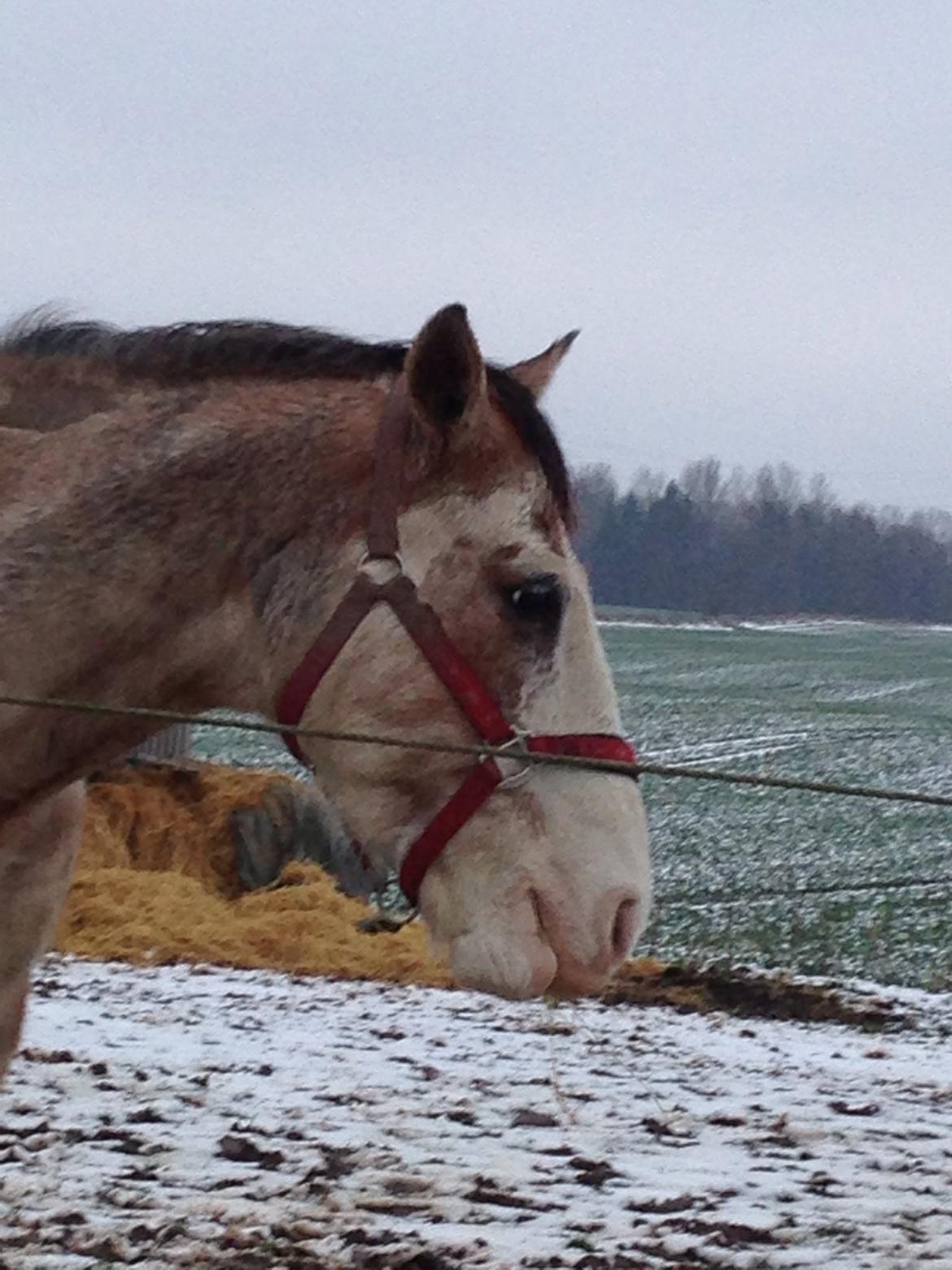 Criollo Diego billede 14