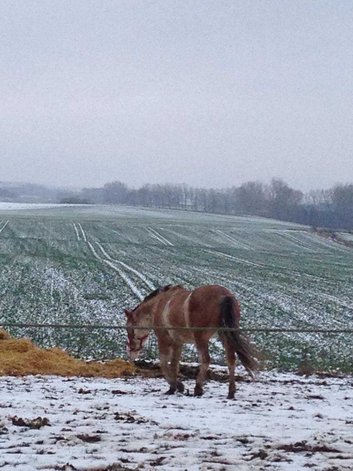Criollo Diego billede 15