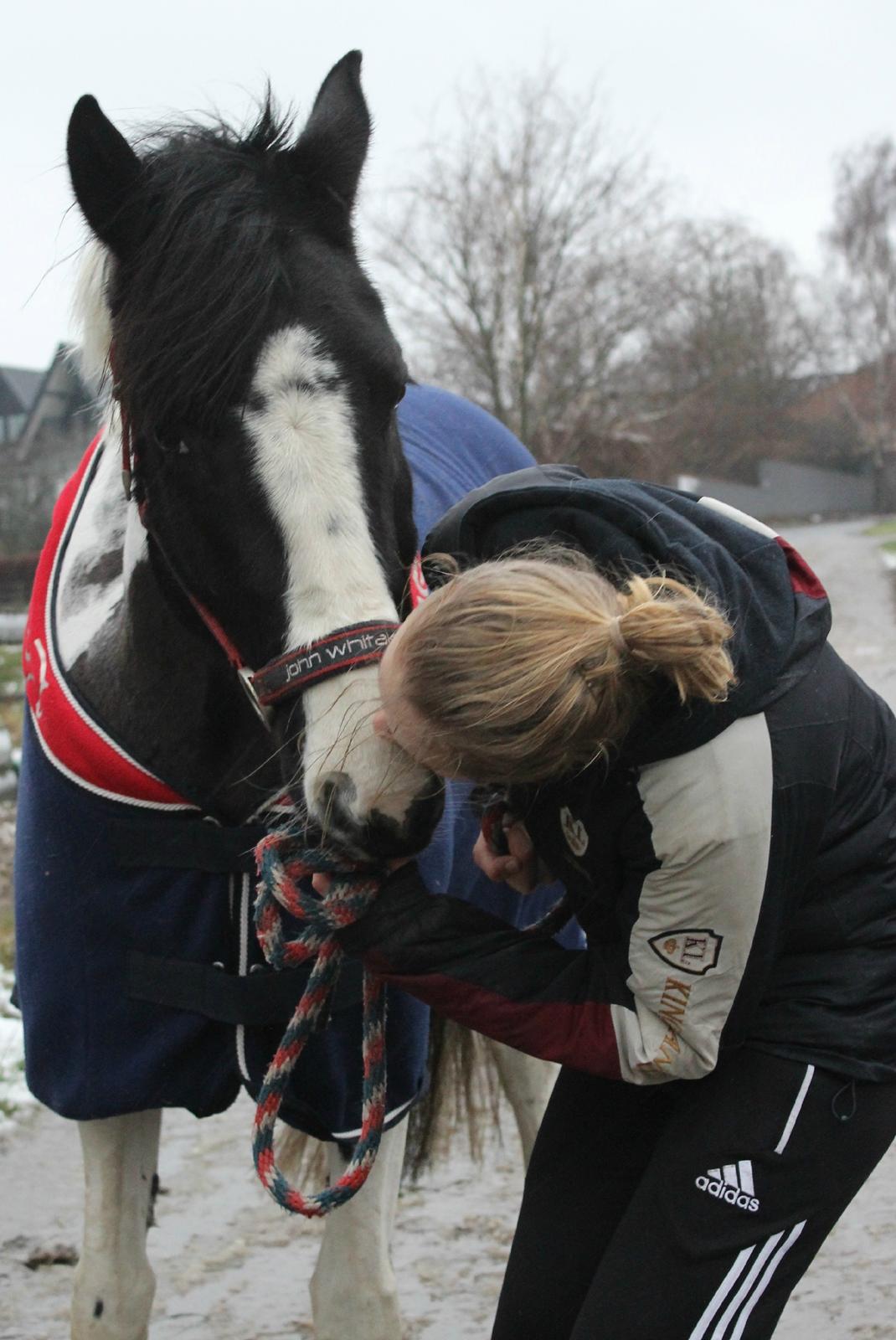 Pinto Vidtskue's Fenja (Tidligere låne pony) - Foto: Stine. billede 13